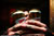 Download: Slowride - Dan at Anchor - Dos
